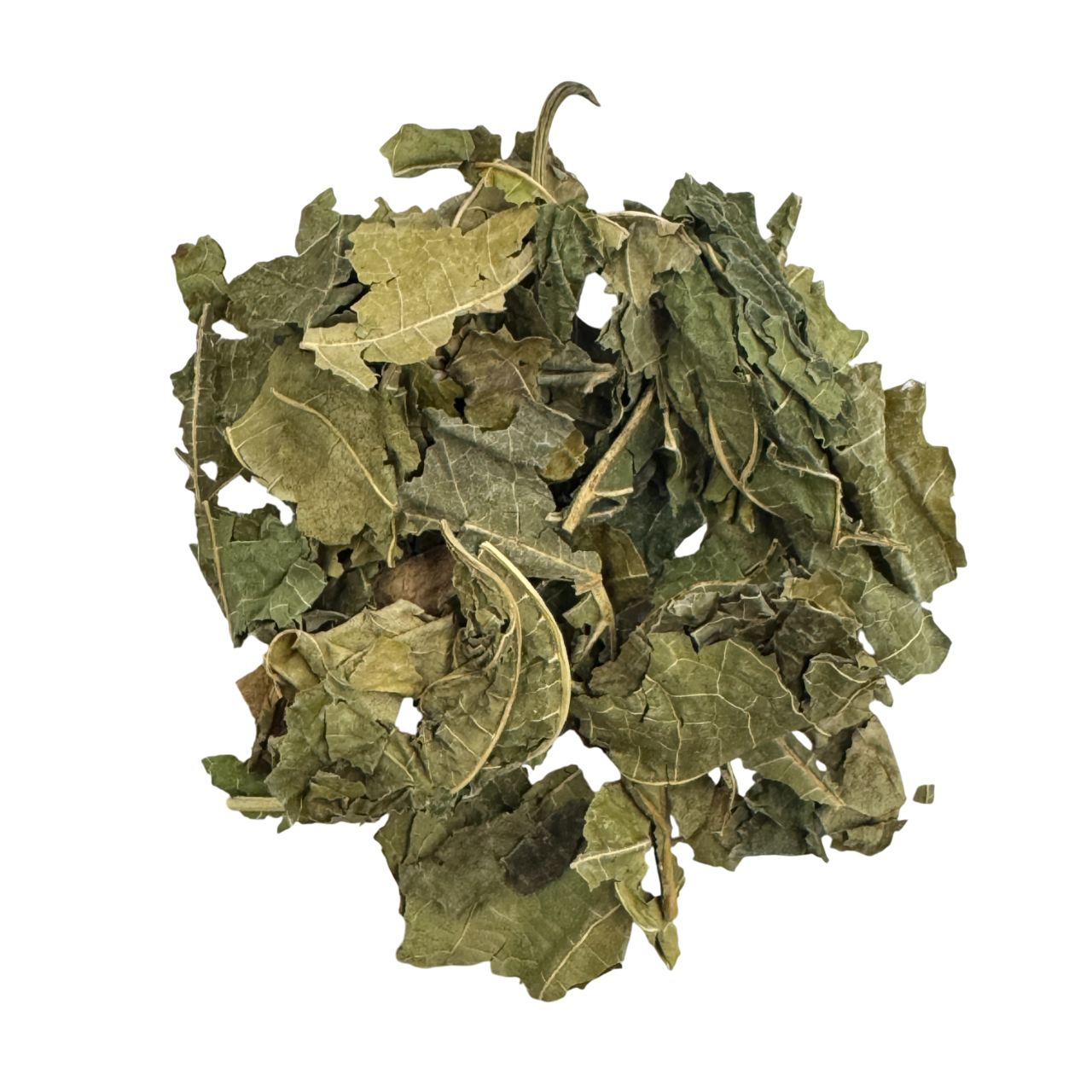 Mulberry Leaf (Folium Mori) - 桑叶 (sāng yè)