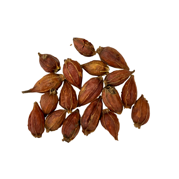 Cape Jasmine Fruit (Fructus Gardeniae) - 山栀子 (shān zhī zi)