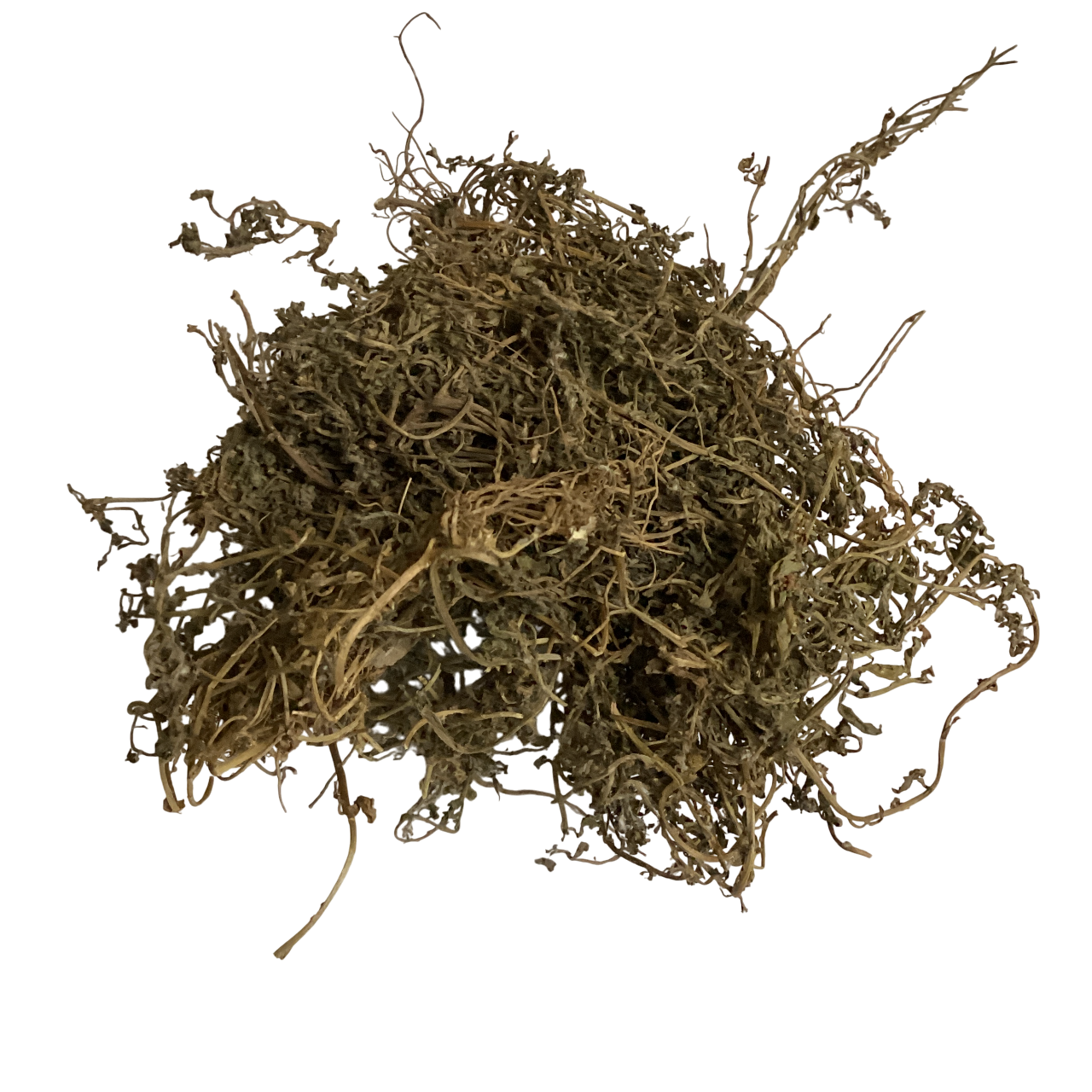 Small Centipede Herb (Herba Centipdae) - 鹅不食草 (é bù shí cǎo)