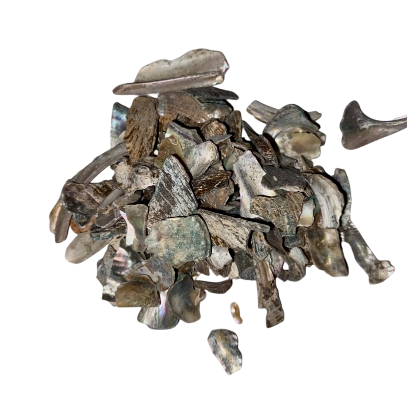 Abalone Shell (Concha Haliotidis) - 石决明 (Shi Jue Ming)