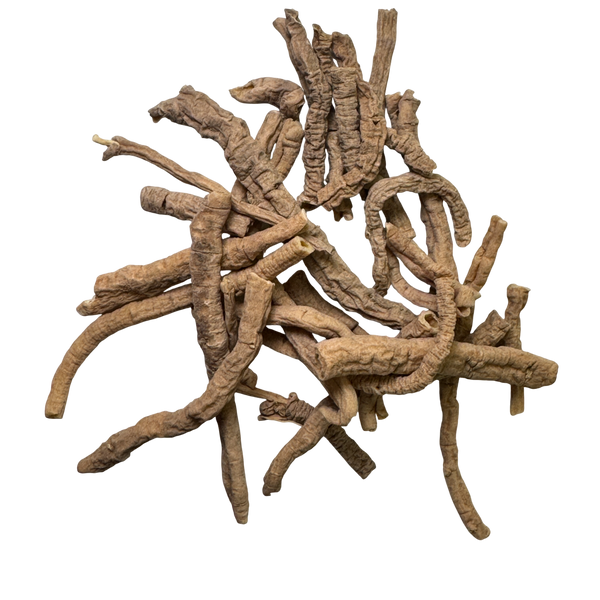 Polygala Root (Radix Praeparata Polygala) - 远志通 (yuǎn zhì tōng)