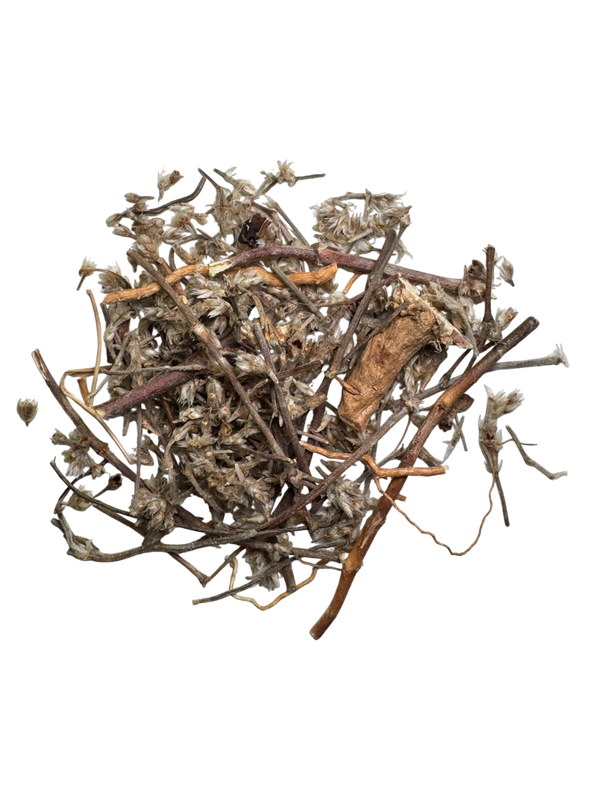 Pulsatilla Root (Radix Pulsatillae) - 白头翁 (bái tóu wēng)