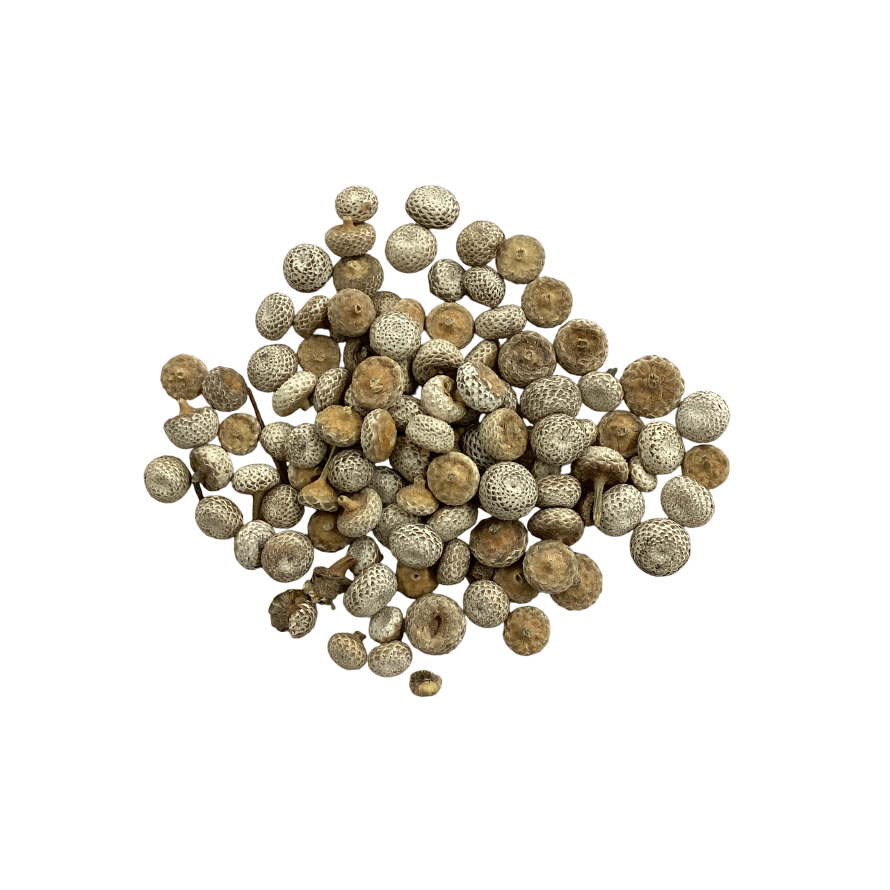 Pipewort Seed (Eriocauli Australia Flos) - 谷精子 (gǔ jīng zǐ)