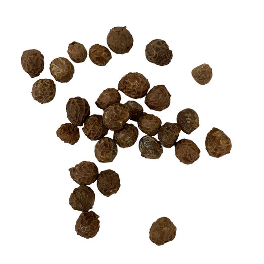 Phoenix Tree Seed (Semen Firmianae) - 梧桐子 (Wu Tong Zi)