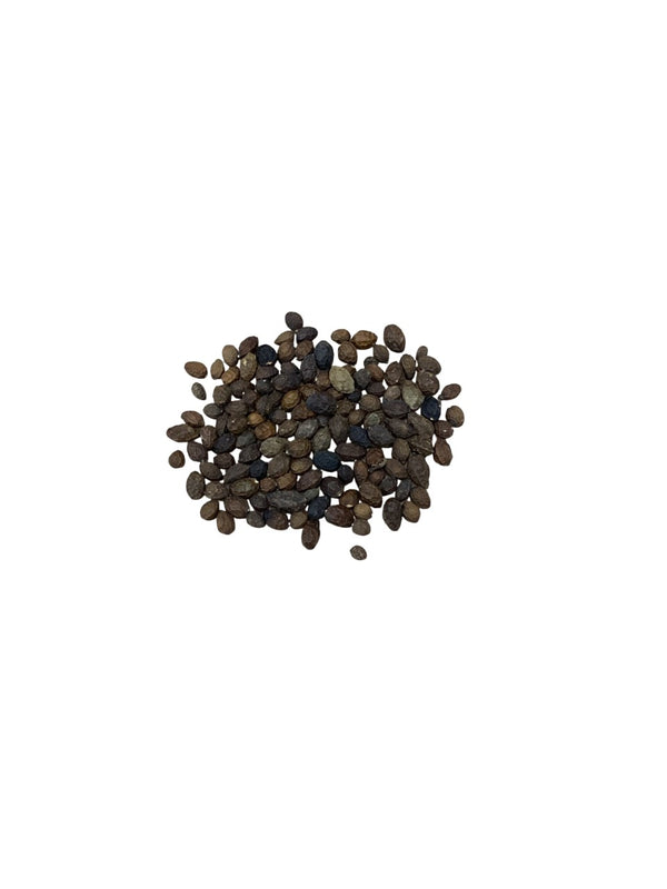 Brucea Fruit (Fructus Bruceae) - 鸦胆子 (Ya Dan Zi)