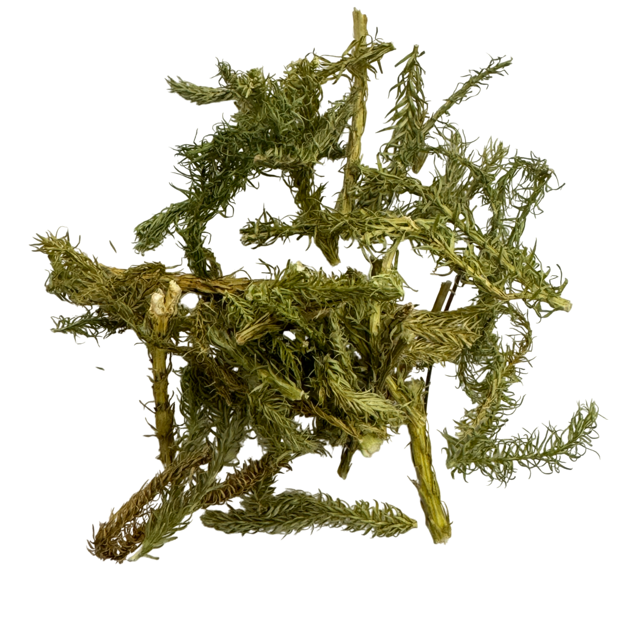 Common Club Moss (Herba Lycopodium Japonica) - 伸筋草 (shēn jīn cǎo)