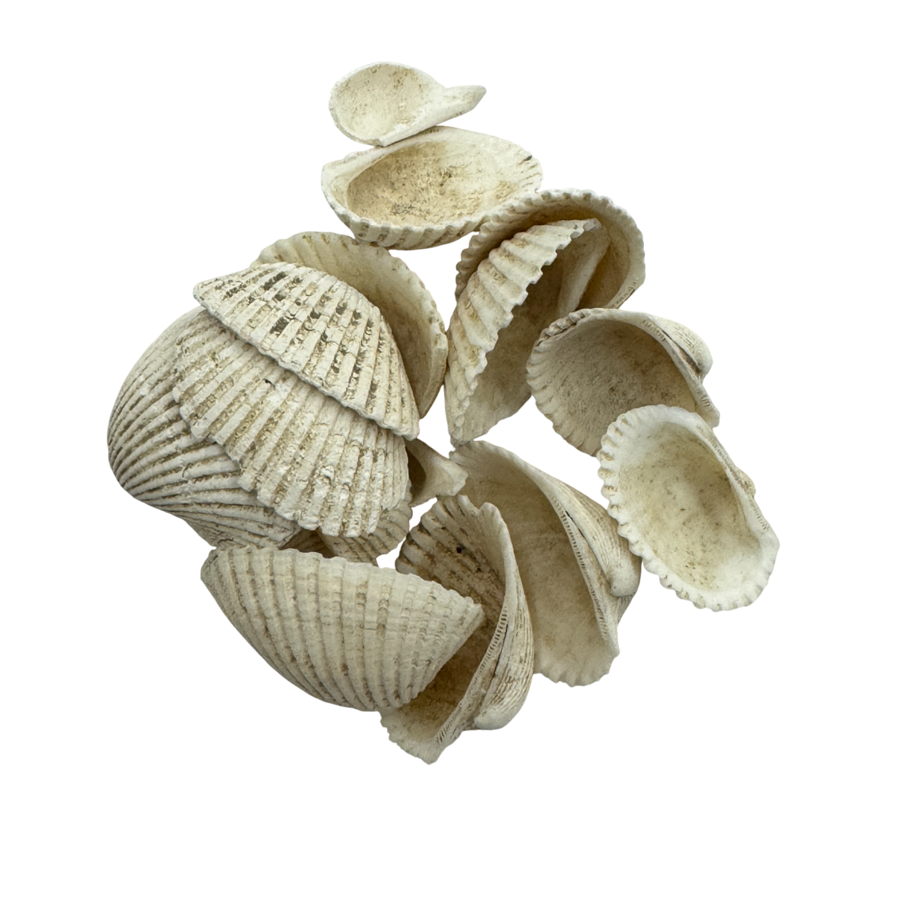 Ark Shell (Concha Arcae) - 瓦楞子 (Wa Leng Zi)