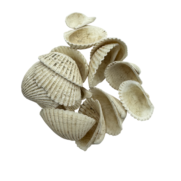 Ark Shell (Concha Arcae) - 瓦楞子 (Wa Leng Zi)