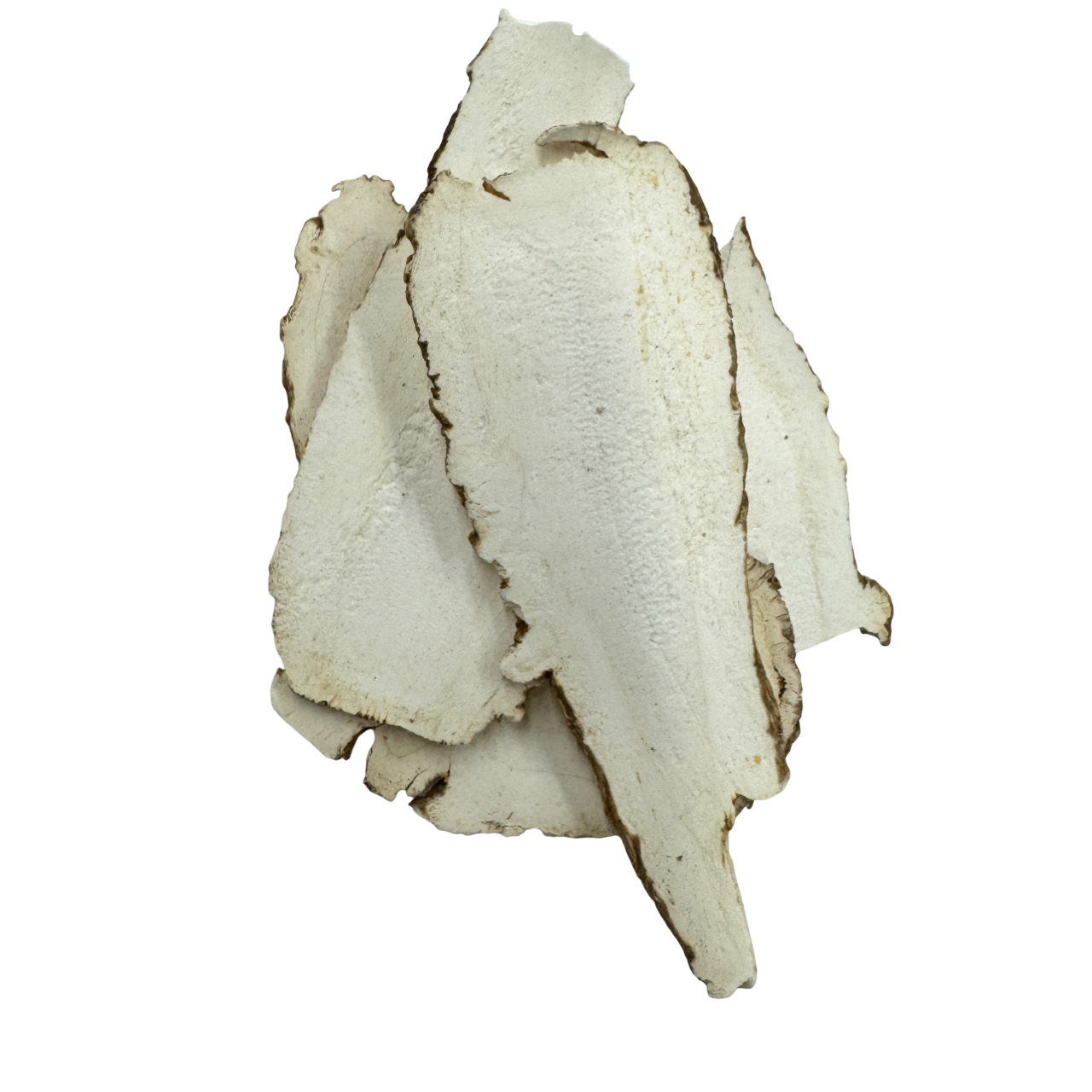 Dahurican Angelica Root (Radix Angelicae Dahuricae) - 白芷 (bái zhǐ)