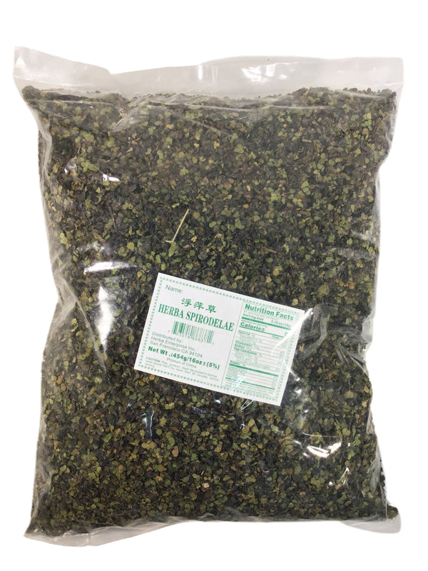 Common Duckweed (Herba Spirodelae) - 浮萍草 (fú píng cǎo)
