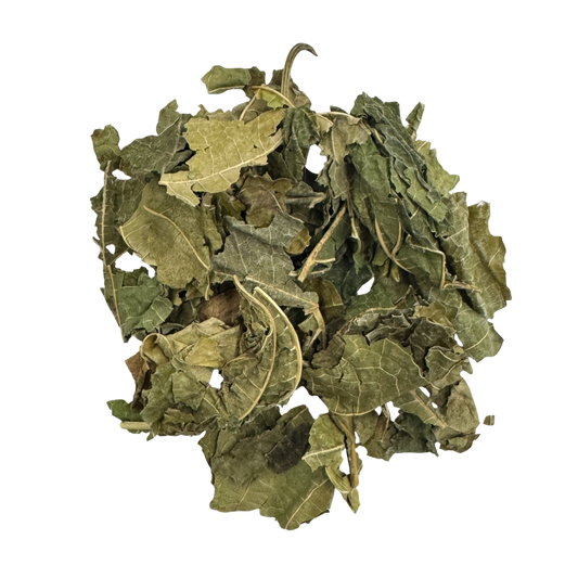 Mulberry Leaf (Folium Mori) - 桑叶 (sāng yè)