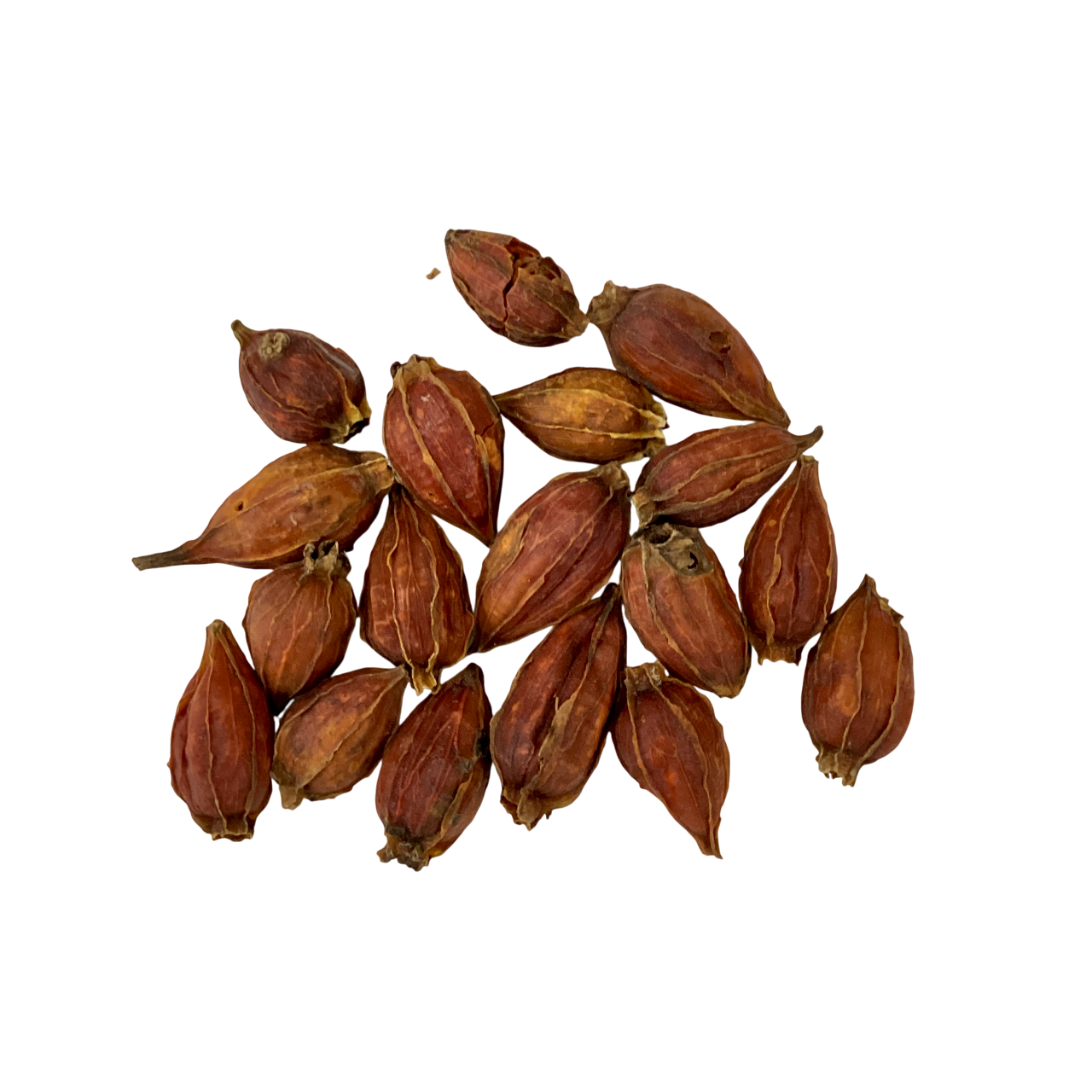 Cape Jasmine Fruit (Fructus Gardeniae) - 山栀子 (shān zhī zi)