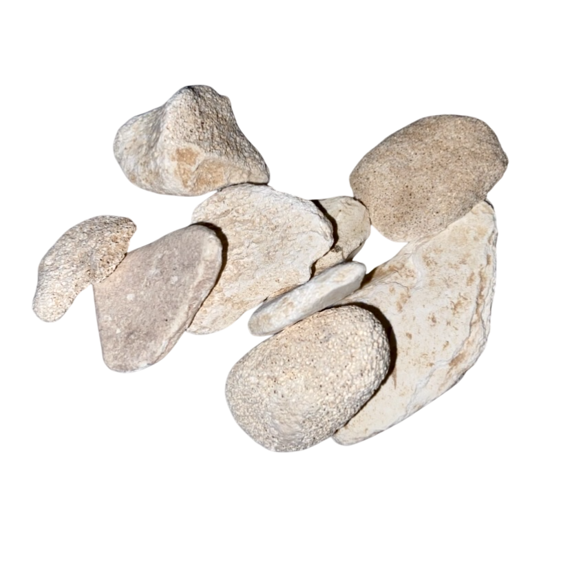Dragon Bone (Fossilia Ossis Mastodi) - 龙骨 (Long Gu)
