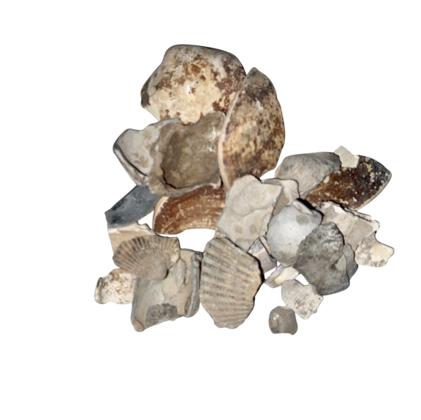 Meretricis (Concha Cyclinae Sinensis) - 海蛤壳粒 (Hai Ge Ke)