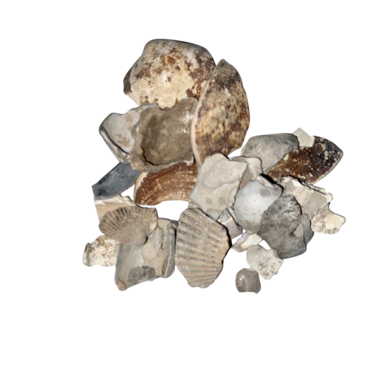 Meretricis (Concha Cyclinae Sinensis) - 海蛤壳粒 (Hai Ge Ke)