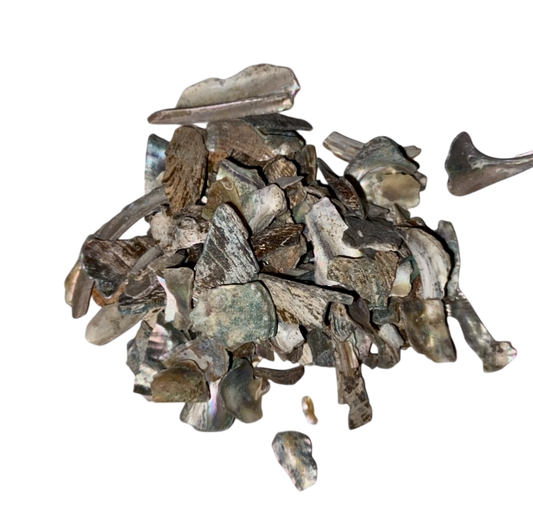 Abalone Shell (Concha Haliotidis) - 石决明 (Shi Jue Ming)