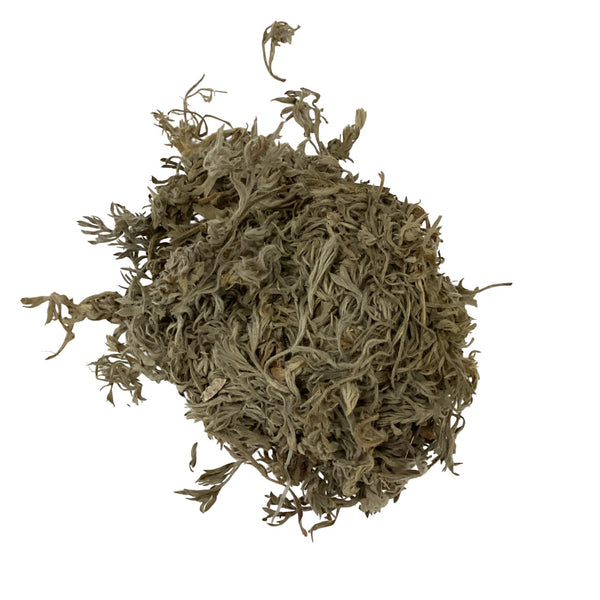 Artemisia Scoparia (Herba Artemisiae) - 綿茵陳 (mián yīn chén)