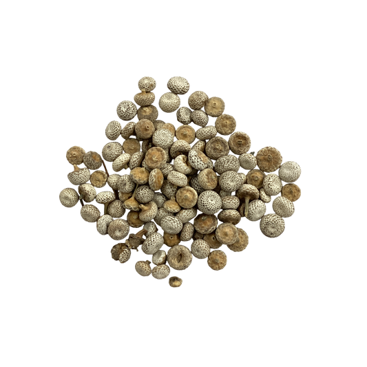 Pipewort Seed (Eriocauli Australia Flos) - 谷精子 (gǔ jīng zǐ)