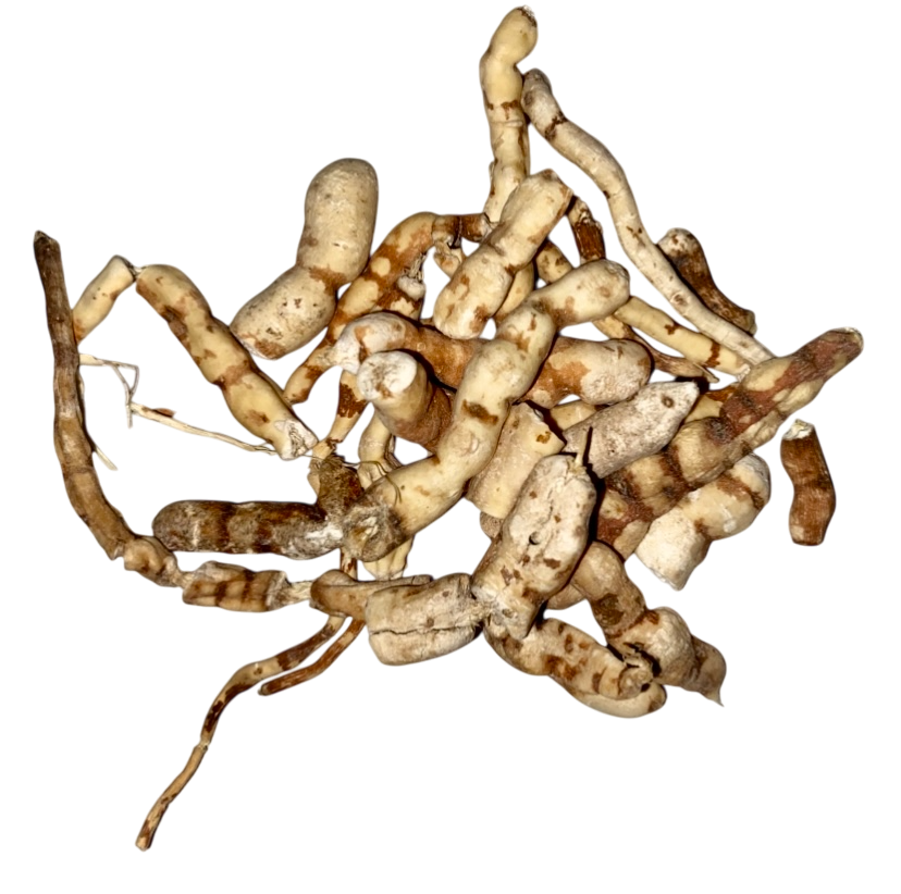 Kan-Sui Root (Radix Kansui) - 甘遂 (Gan Sui)