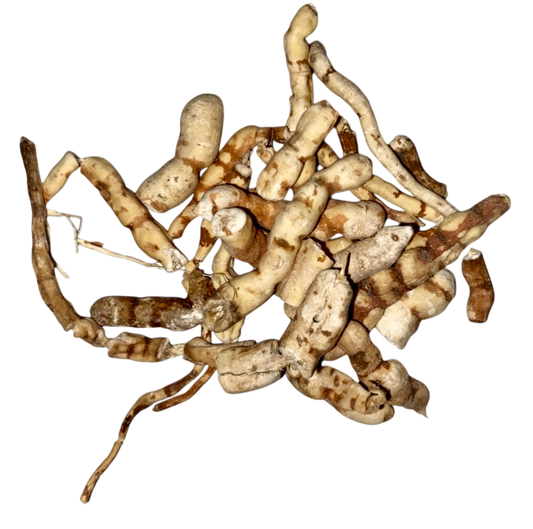 Kan-Sui Root (Radix Kansui) - 甘遂 (Gan Sui)