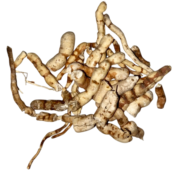 Kan-Sui Root (Radix Kansui) - 甘遂 (Gan Sui)