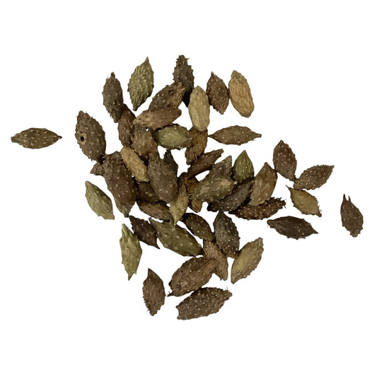 Cocklebur Fruit (Fructus Xanthium Sibiricum) - 苍耳子 (cāng ěr zi)