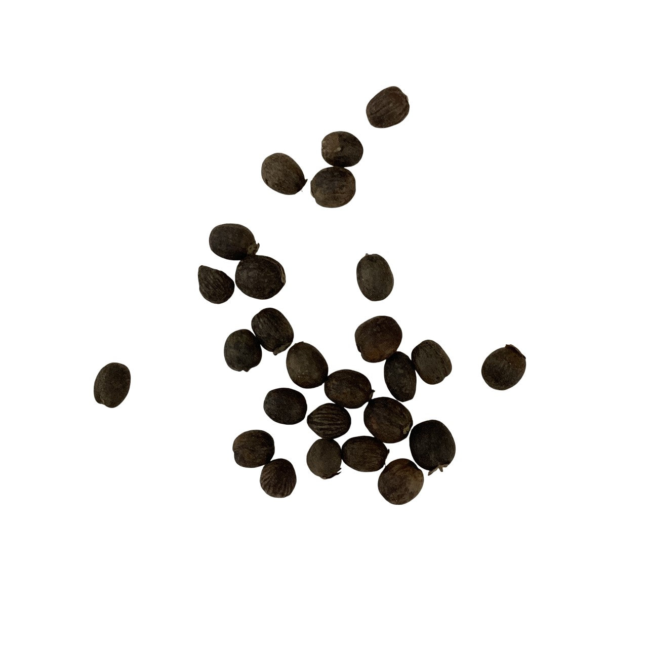 Vitex Fruit (Fructus Viticis) - 蔓荆子 (màn jīng zi)