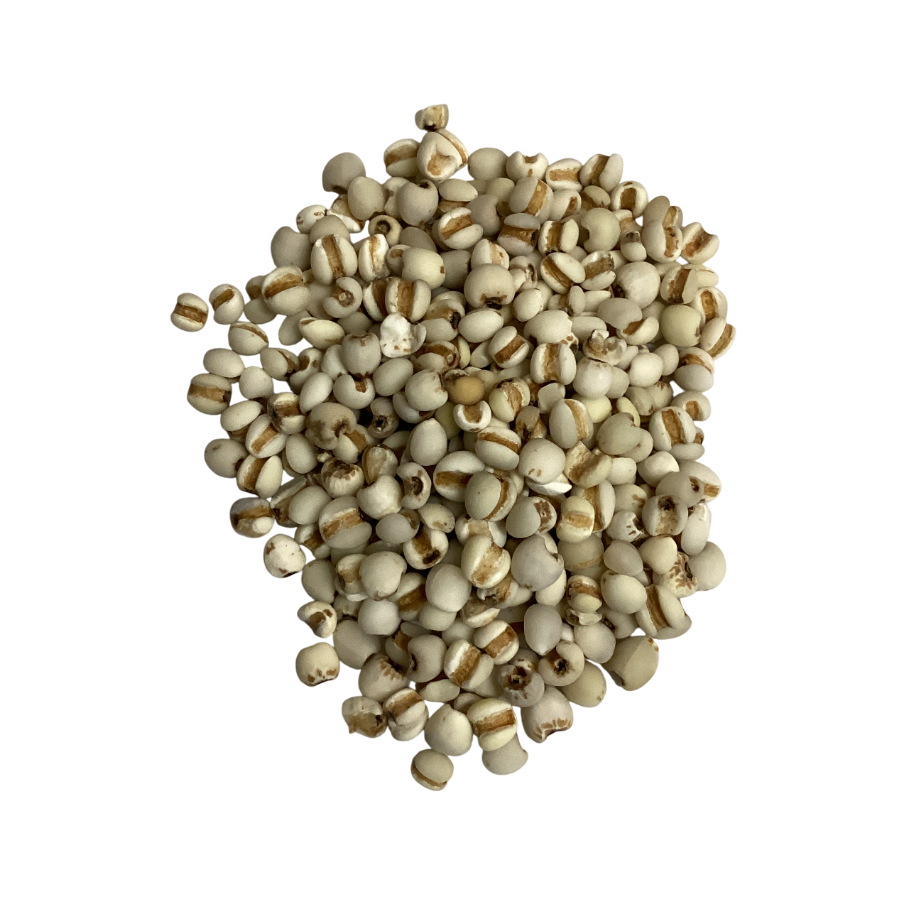 Coix Seed (Semen Coicis) - 生薏米 (shēng yì mǐ)