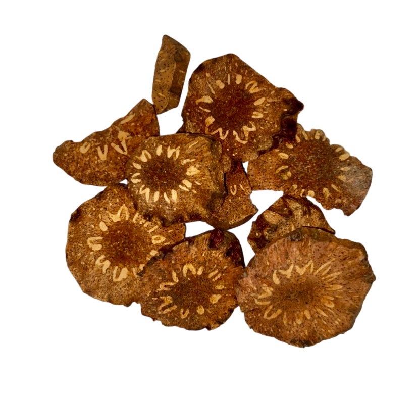 Dryopteris Root (Rhizoma Dryopteris) - 贯众片 (guàn zhòng piàn)