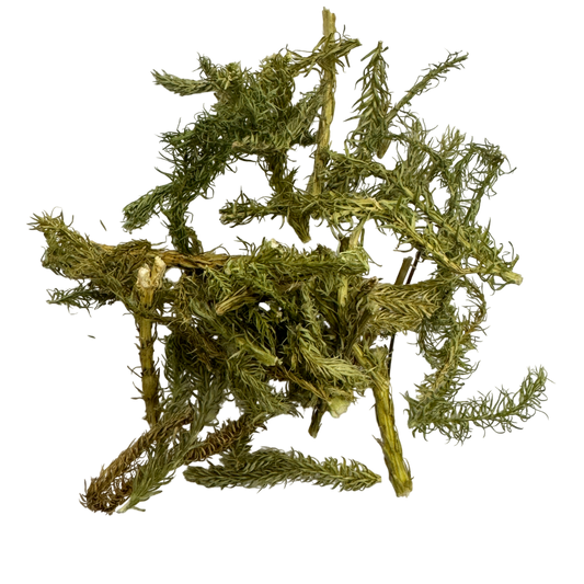Common Club Moss (Herba Lycopodium Japonica) - 伸筋草 (shēn jīn cǎo)