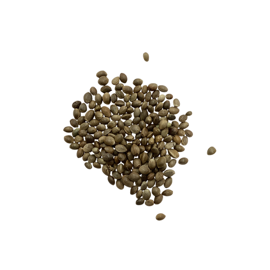 Roasted Hemp Seeds (Roasted Fructus Cannabis) - 炒火麻仁 (chǎo huǒ má rén)
