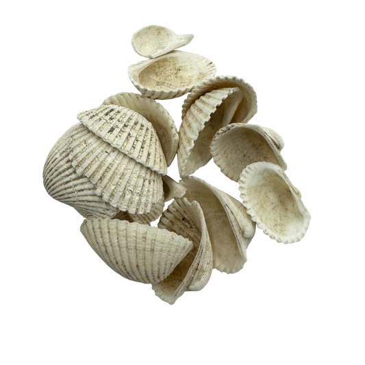 Ark Shell (Concha Arcae) - 瓦楞子 (Wa Leng Zi)