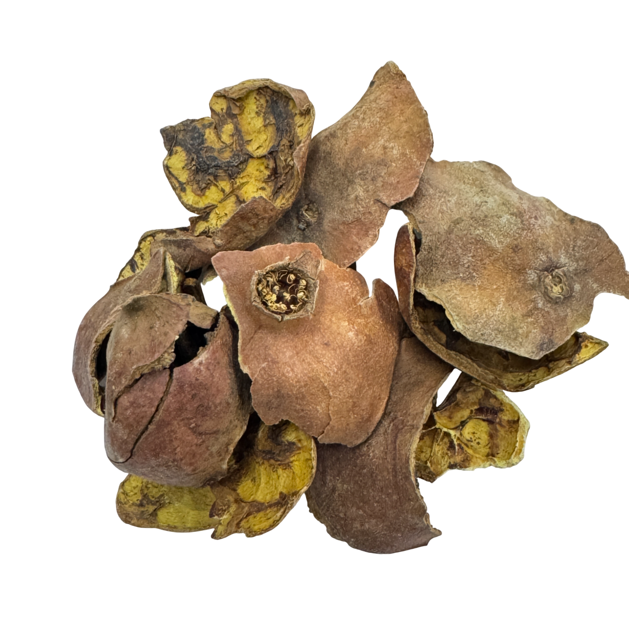 Pomegranate Rind (Pericapium Granati) - 石榴皮 (shí liú pí)