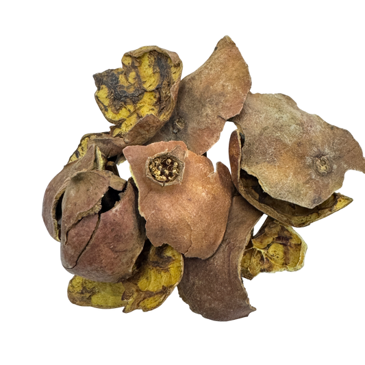 Pomegranate Rind (Pericapium Granati) - 石榴皮 (shí liú pí)