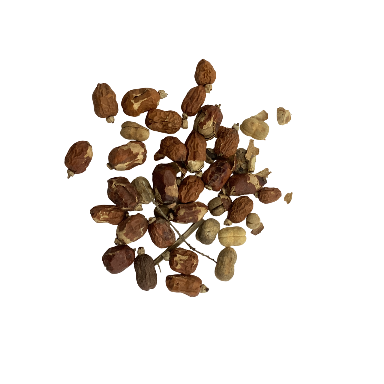 Galanga Galangal Fruit (Fructus Galangae) - 红豆蔻 (hóng dòu kòu)