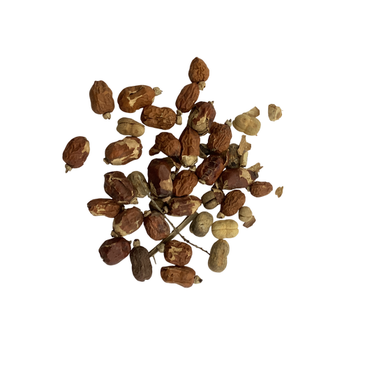 Galanga Galangal Fruit (Fructus Galangae) - 红豆蔻 (hóng dòu kòu)