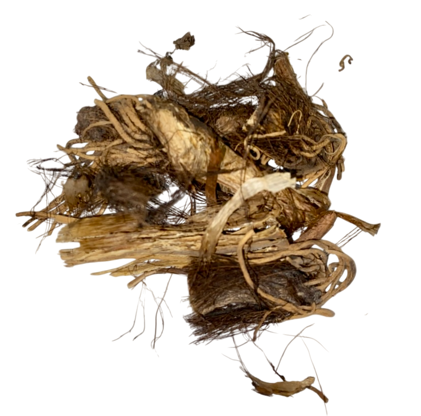 Radix ET Rhizoma Veratri (Li Lu) - 藜芦