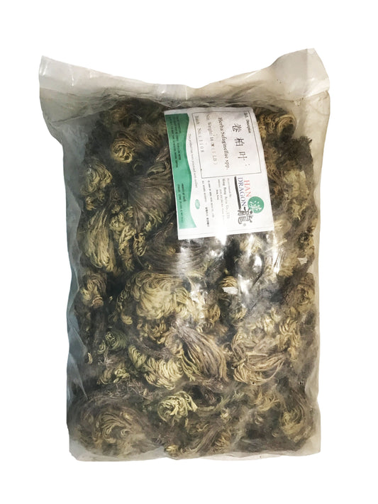 Selanginella (Herba Selanginellae Involvens) - 卷柏叶 (juǎn bǎi yè)